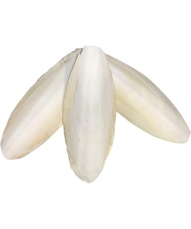 6 Bulk Cuttlebone for Cockatiels, Parakeets, Budgies, Finches, Canaries, Lovebirds, Conures, Mynahs, Toucans, African Greys - 4lbs | Birds LOVE - Buy Online on GoSupps.com