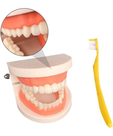 Buy Toyandona Educational Tooth Models for Kids | 3D Puzzles & Toy Sets for Brushing Teeth | Enhance Learning with Kidcraft Games - Buy Online on GoSupps.com