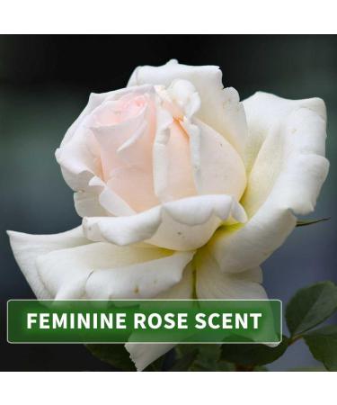 KitaMa Aroma Rose Massage Oil - Nourishing Body Care Oil for Relaxation - 1 Liter (1000ml) - Thai Essential Oil - Buy Online on GoSupps.com
