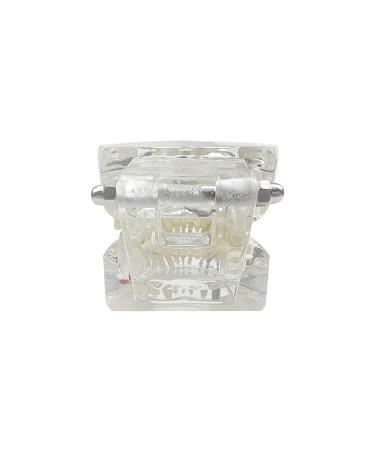 Buy Youya Transparent Dental Tooth Model for Dentists | Removable Pathological Teaching Model | International Shipping Available - Buy Online on GoSupps.com