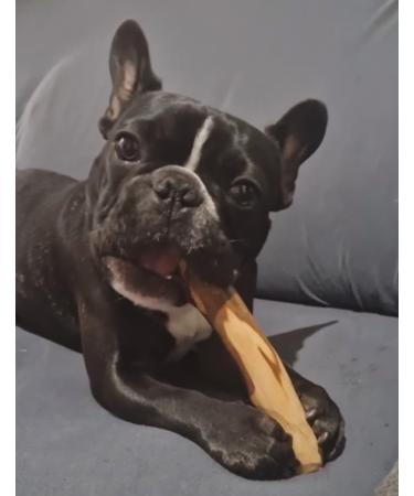 Buy ARTISAN GIFT CO Olive Wood Chew Toy for Dogs - 100% Natural Value Pack of 2 Ideal for Dogs Up to 10 kg (S-12 cm) - Buy Online on GoSupps.com