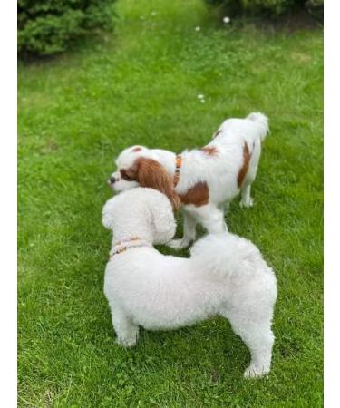 Baltic Amber and African Jade Pet Chain Flea Tick Chain for Dogs and Cats (25-65cm) (55cm) 55 cm - Buy Online on GoSupps.com