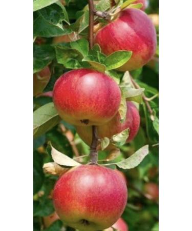 Wild Hawthorn Marmalade Sugar Free - 100% Fruit Spread for Breakfast Waffles - Keto Friendly - 7.05 oz - Buy Online on GoSupps.com