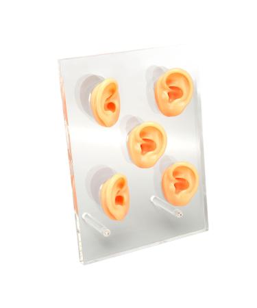 Ear Displays Mould Clear Details Ear Model Silicone Material Waterproof with 2 Support Columns for ENT Hospitals