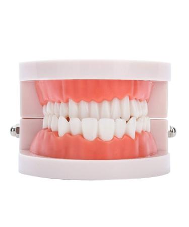 Teeth Model Denture Gums Model 28Pcs Standard Teeth Model for Adult Teeth Teaching Tool
