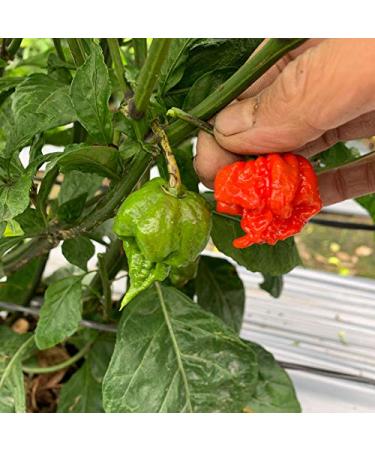 Dried Carolina Reaper Pepper Whole Pods 1/4 oz. - Spicy and Hot! (Basic Pack) - Buy Online on GoSupps.com