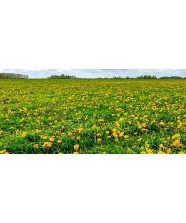 bodi : Dandelion Leaf 10:1 Extract Powder | 4oz to 5lb | 100% Pure Natural Chemical Free (5 lb) 80 Ounce (Pack of 1) - Buy Online on GoSupps.com