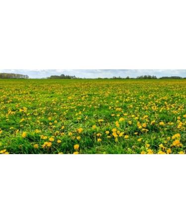 bodi : Dandelion Leaf Powder | 4oz to 5lb | 100% Pure Natural Hand Crafted (4 oz) 4 Ounce (Pack of 1) - Buy Online on GoSupps.com