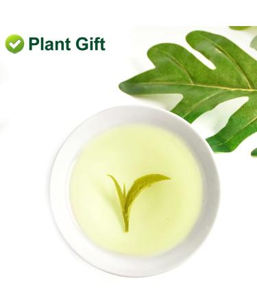 Plantgift Jasmine Dragon Pearls Tea 130g - Premium Green Tea & Oolong Blend - Best Jasmine Tea for a Soothing Experience | International Shipping - Buy Online on GoSupps.com