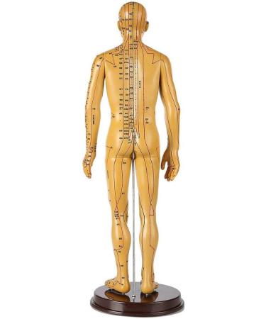 Human Acupuncture Template - Traditional Chinese Medicine Meridian and Acupoint Teaching Model - Man and Woman Acupuncture with Points - Buy Online on GoSupps.com