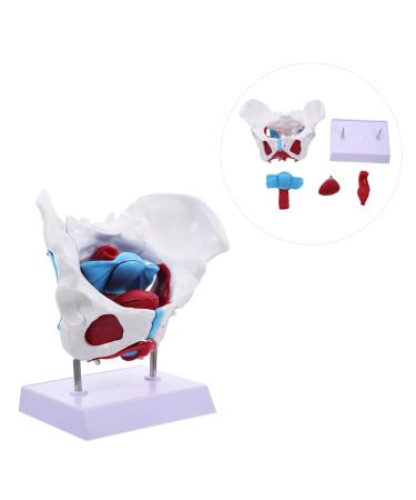 Buy GLEAVI Hip Bone Model - 1pc Pelvic Uterus Model | Animal PVC Lip Gloss Medical Pelvic Model for International Shipping - Buy Online on GoSupps.com