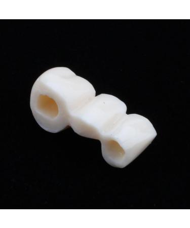 Boxwizard Tooth Model for Dentistry Students | Typodont Dental Diseases Teaching Aid - Adult Demonstration Tooth Model - Buy Online on GoSupps.com