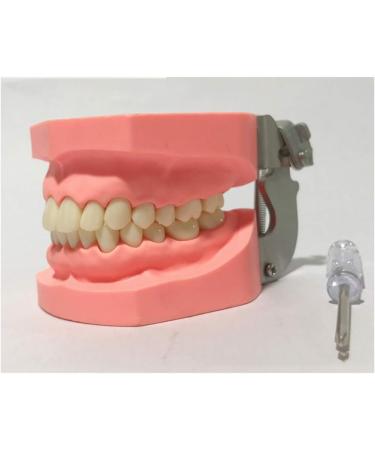 Ernzi Removable Dentures Model - Ideal Typodont for Dental Practice & Study Lessons - Buy Online on GoSupps.com