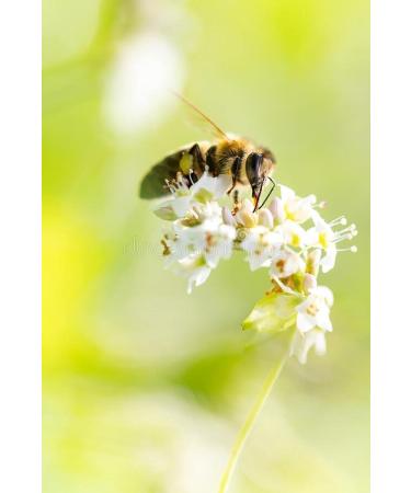 Raw Buckwheat Honey - 300g- 100% Natural Harvested in the Breton regions a pure and unique honey. - Buy Online on GoSupps.com