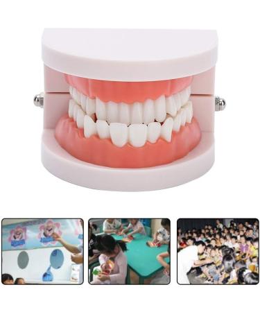 Teeth Model & Denture Gums 28Pcs - Standard Adult Teaching Tool | International Shipping - Buy Online on GoSupps.com