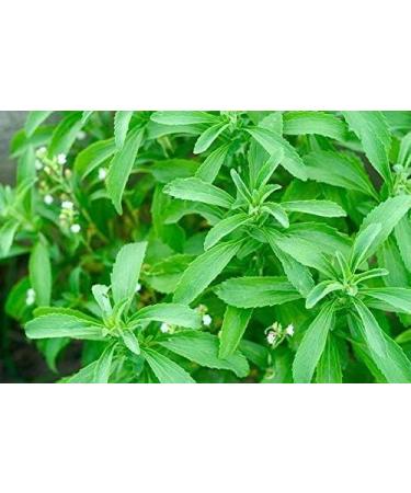 Herbal Magic's Pure & Natural Liquid Stevia Drops Sweetener - Free from PRESERVATIVES/ADDITIVES - 20ml - Buy Online on GoSupps.com