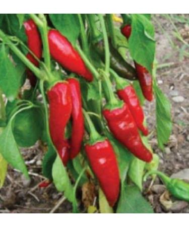 50 Semi Guajillo Pepe Capsicum annuum Mirasol Chili Chile Mild Sweet Chilli
