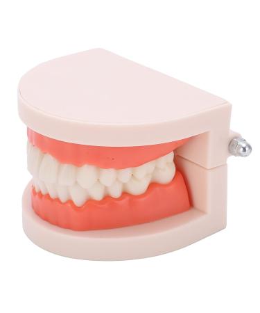 Teeth Model - Anti-Yellow Denture Model for Hospitals & Kindergartens | Shop Internationally - Buy Online on GoSupps.com