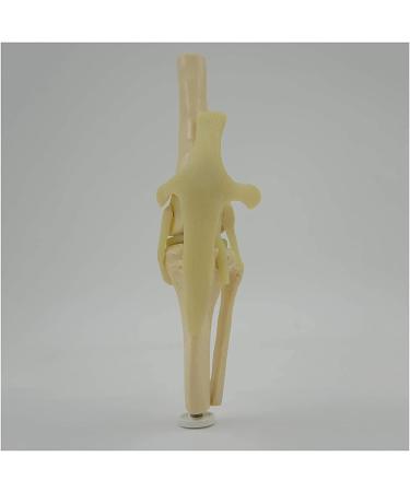 Animal Joint Model - Dog Knee Joint Model - Teaching Model of Dog Knee Joint Medicine - Used for Demonstration Assistance - Buy Online on GoSupps.com