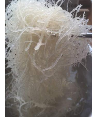 Seaweed Sea Moss Dried Chinese Seamoss 500g - Buy Online on GoSupps.com