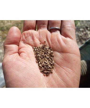 Dill seed 150 g natural Dill seeds Aneth natural dill seeds  - Buy Online on GoSupps.com