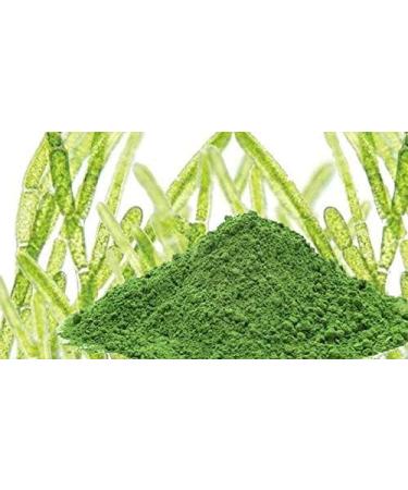 bodi : Chlorella Broken Cell Powder | 4oz to 5lb | 100% Pure Natural Chemical Free (1 lb) 16 Ounce (Pack of 1) - Buy Online on GoSupps.com