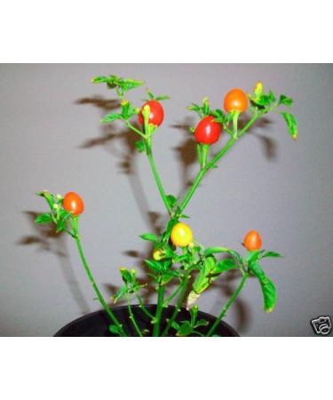 15 Rare Semi Lanterna giapponese Hot Chili Pepper
