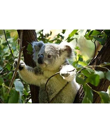 Fragrant Moments Eucalyptus Massage Oil 250ml - Natural Paraffin-Free Ideal for Professionals - International Shipping Available - Buy Online on GoSupps.com