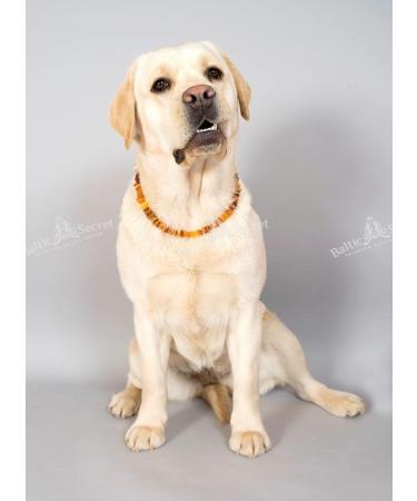 Bold Baltic Amber Chain for Dogs & Cats | Natural Tick Protection | All Sizes - Baltic Secret - Buy Online on GoSupps.com