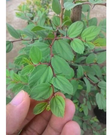  Manelya Sidr Powder / Jujube Leaves Powder - Organic - 100 g - Resealable Bag - 100% Natural - Cleansing Vegetable Powder - Manelya - Buy Online on GoSupps.com