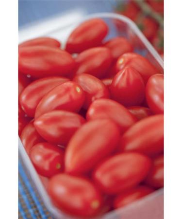 Buy Kiepenkerl 393 San Marzano Tomato Seeds - Premium Quality for International Shipping - Buy Online on GoSupps.com