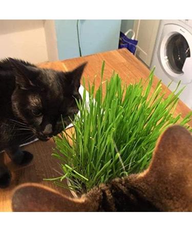 Cat FurNature Luxury Cat Grass Kit - Concrete Cube | Cat Grass Pots - Buy Online on GoSupps.com