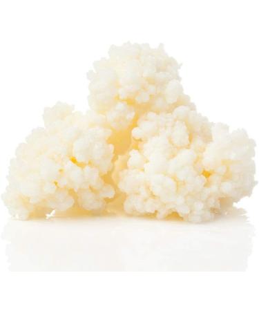 Buy Organic Milk Kefir Grains - Kombuchaorganic Tibetan Mushroom 15g | Best Quality for Home Brewing - Buy Online on GoSupps.com