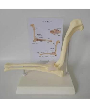 Canine Elbow Joint Model Dog Elbow Joint Model Animal Body Anatomy Replica of Normal Dog Elbow for Veterinary Office Educational Tool - Buy Online on GoSupps.com