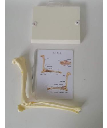 Dog Joints Dog Elbow Normal Large Dog Elbow Joint Ligament Model Dog Canine Elbow Joint Model Educational Tool Animal Body Anatomy Dog Elbow for Veterinary Office - Buy Online on GoSupps.com