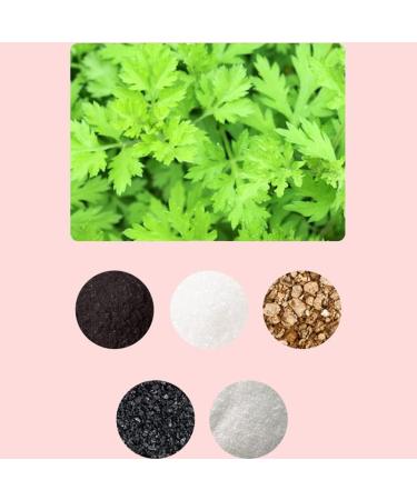 MYAMIA Wormwood Disposable Body & Foot Heat Pads - Self-Heating Hand Warmers Self-Adhesive Portable 20pcs - Ideal for Instant Relief & Comfort - Buy Online on GoSupps.com