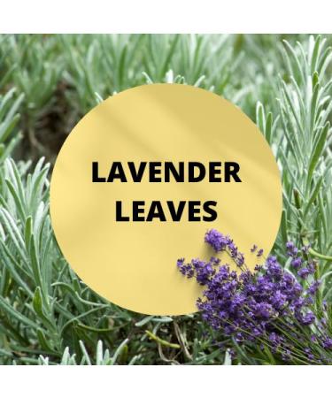 Black Canyon Lavender Leaves Scented Body Spray with Jojoba Oil 1 Gal (2 Pack) - Buy Online on GoSupps.com