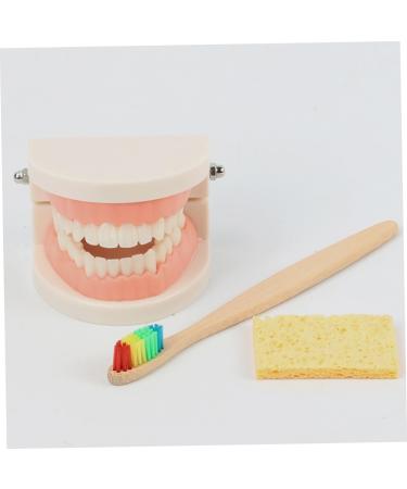 Shop Minkissy 1 Set Early Dental Education Toy - 3D Puzzle Tooth Model for Kids | Fun Role Playing Dental Care Toy - Buy Online on GoSupps.com