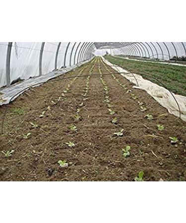 Potseed 1G 1000 Seeds 10006000 Romaine Rougette Lettuce Seeds from Montpellier Midi Lactuca Sativa - Buy Online on GoSupps.com