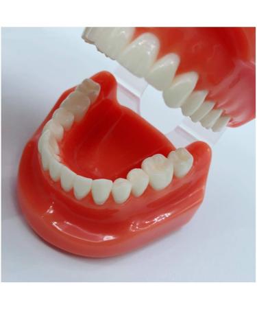 Buy DYTAH Teeth Model for Adults - Standard Typodont for Teaching & Study - Ideal for Dental Demonstrations | International Shipping Available - Buy Online on GoSupps.com