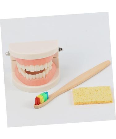 Ipetboom Children's Dental Education Toy | Early Learning Model for Dental Health | Reusable Tooth Model for Kids - Buy Online on GoSupps.com