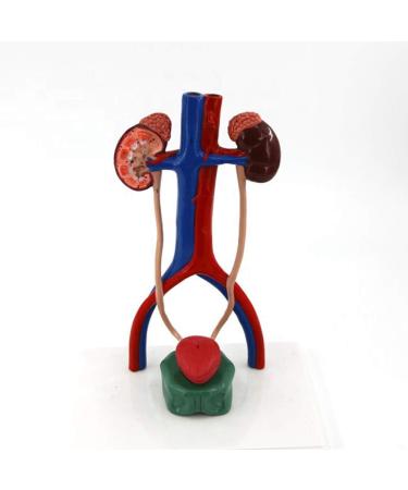 1 to 1 Size Urinary System Model Renal Arteriovenous Bladder-4 Parts- Dissected Structure of Kidney-Internal Structure of Bladder  - Buy Online on GoSupps.com