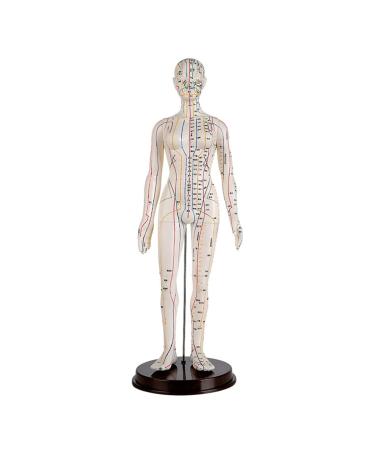 52CM Human Acupuncture Female Model Chinese Medicine Acupuncture Human Anatomy for Learning Meridians and Acupoints Arm Can Be Rotated