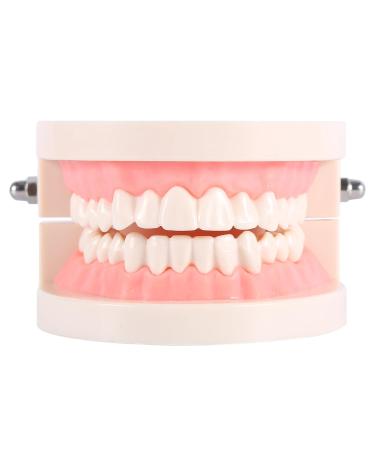 Model Teeth Dental Study - 10x8x7 PVC Teaching Aid for Kids | Learn to Brush Teeth - Buy Online on GoSupps.com