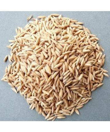 Jay Brand Paddy Seeds | 500G | Corny in Flavor | Rich Protein And Fiber | Rice Seeds | Indian Origin (Pack of 2) - Buy Online on GoSupps.com