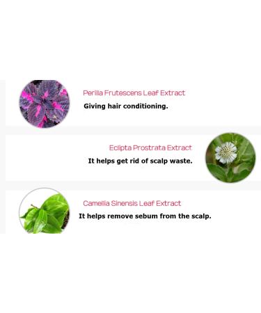 Hwangchilga Anti Hair Loss Shampoo - Thickens & Enriches Hair for Men & Women | Natural Ingredients No Parabens/Sulphates Vegan 13.52 fl oz - Buy Online on GoSupps.com