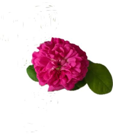 Beauty Mask Soap with organic raw GOAT'S MILK organic DAMASCUS ROSE essential oil Manjishta and Rice powder Ideal for acne Eczema Psoriasis. Soothing Clear and Soft Skin - Buy Online on GoSupps.com