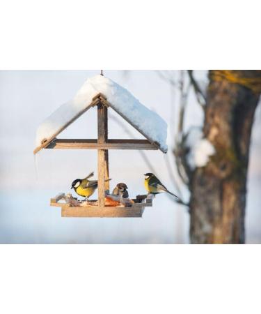 Bird Food 10 kg Bird Food Mix 4 Seasons Top (10 kg) - Buy Online on GoSupps.com
