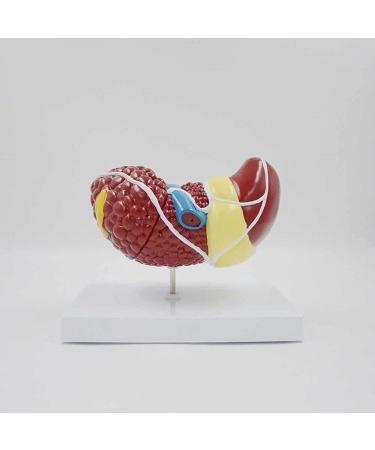 Liver Damage ical Model Liver Pathology Models Teaching Aids - 22.5 * 17 * 16CM - Buy Online on GoSupps.com