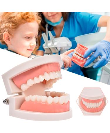 Standard Teeth Model | Tooth Models for Teaching Kids - Important Brushing Teaching Teeth Model Tool and Children Fulenyi - Buy Online on GoSupps.com